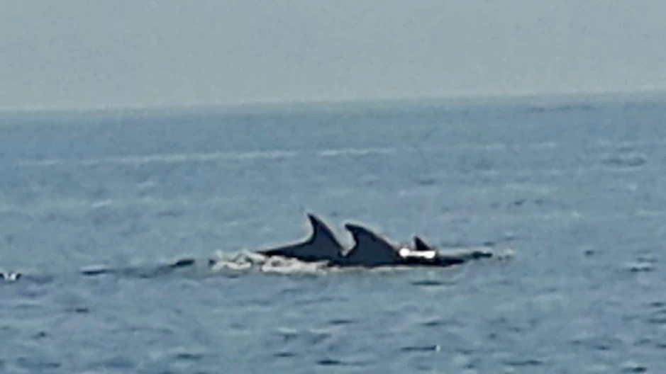 Delfines en Torrevieja Una decena de delfines se han dejado ver junto a la costa