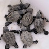 Tortugas bobas recién nacidas en la playa de Mataró