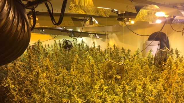 La Policía Nacional desmantela una plantación de marihuana en Villanueva de la Serena La Policía Nacional desmantela una plantación de marihuana en Villanueva de la Serena