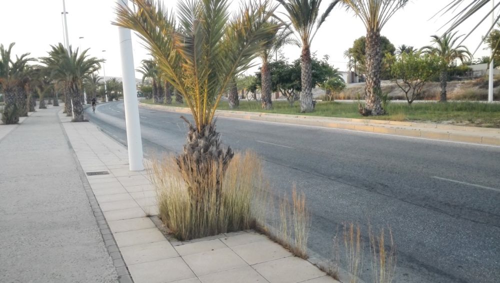 La vegetación silvestre cubre el tronco de una palmera en la Avenida de la Unesco de Elche