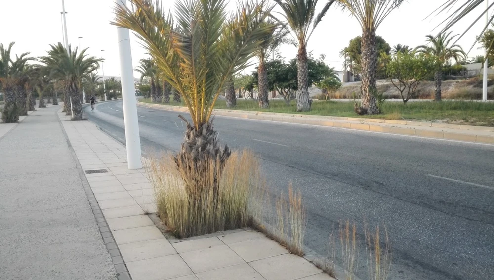 La vegetación silvestre cubre el tronco de una palmera en la Avenida de la Unesco de Elche La vegetación silvestre cubre el tronco de una palmera en la Avenida de la Unesco de Elche