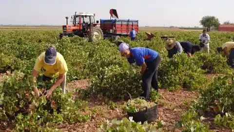 El sector agrario ha sido donde más ha bajado el desempleo este mes de septiembre El sector agrario ha sido donde más ha bajado el desempleo este mes de septiembre
