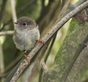 Los pajaros insulares tienen cerebros mas grandes Los pajaros insulares tienen cerebros mas grandes