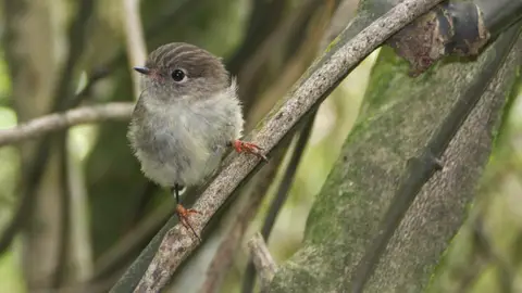 ZONA ZEPA Los pajaros insulares tienen cerebros mas grandes