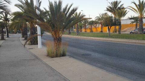 Palmera en la Avenida de la Unesco de Elche en la que la maleza cubre su tronco
