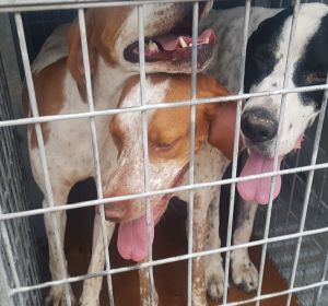 Perros rescatados Perros rescatados