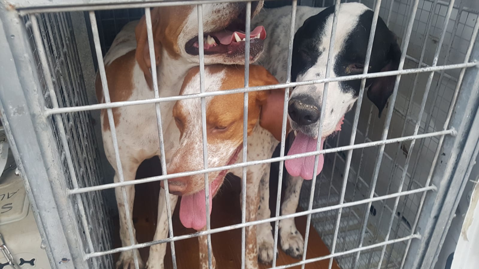 Rescatan a 12 perros adultos y 4 cachorros en una nave del Plá de la Vallonga que vivían en situación de presunto maltrato animal Rescatan a 12 perros adultos y 4 cachorros en una nave del Plá de la Vallonga que vivían en situación de presunto maltrato animal