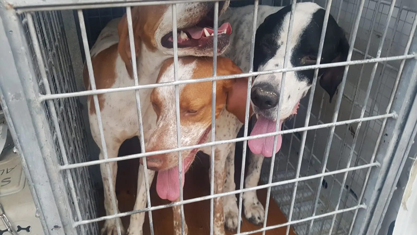 Perros rescatados Son de raza empleada en caza