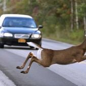 Ciervo cruzando la carretera