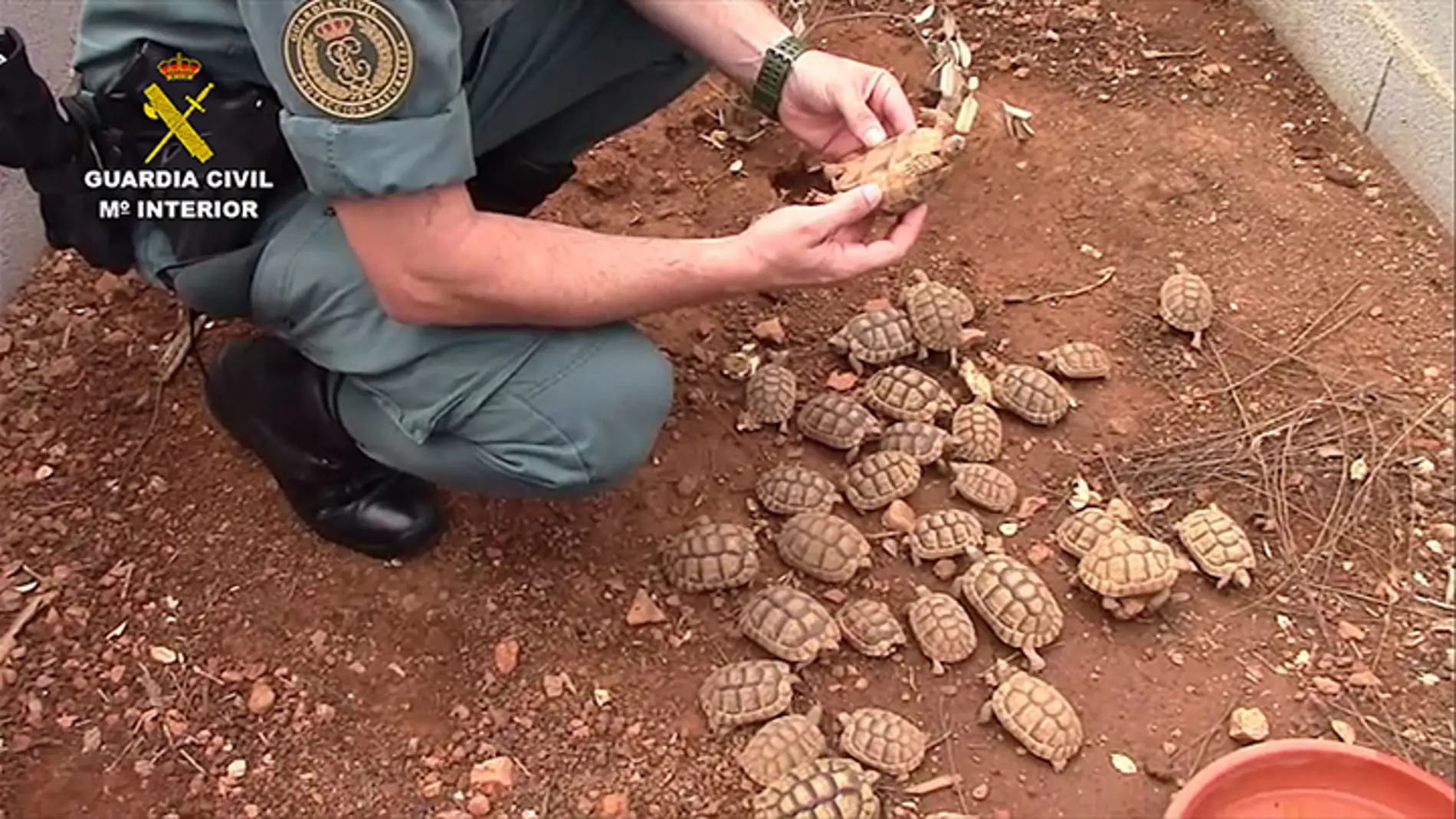 Algunas de las 1.200 tortugas intervenidas por la Guardia Civil