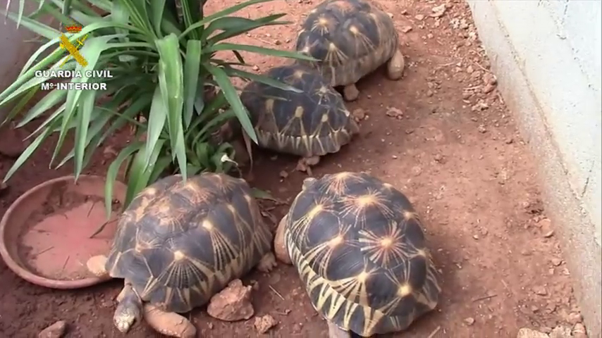 ¿Por qué mi tortuga ha atacado a otra? ¿Por qué mi tortuga ha atacado a otra?
