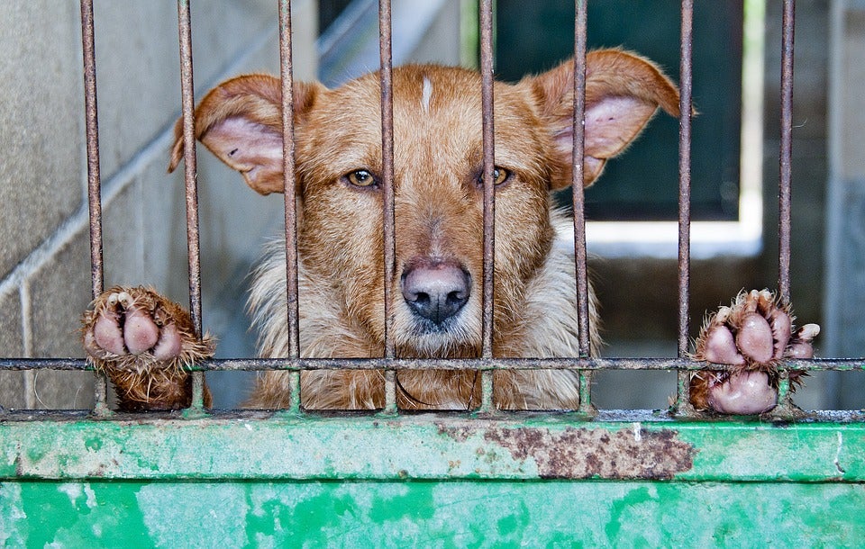 El Ayuntamiento de Mérida reclama más de 3.000 euros al dueño de un perro que fue atropellado y quedó abandonado El Ayuntamiento de Mérida reclama más de 3.000 euros al dueño de un perro que fue atropellado y quedó abandonado