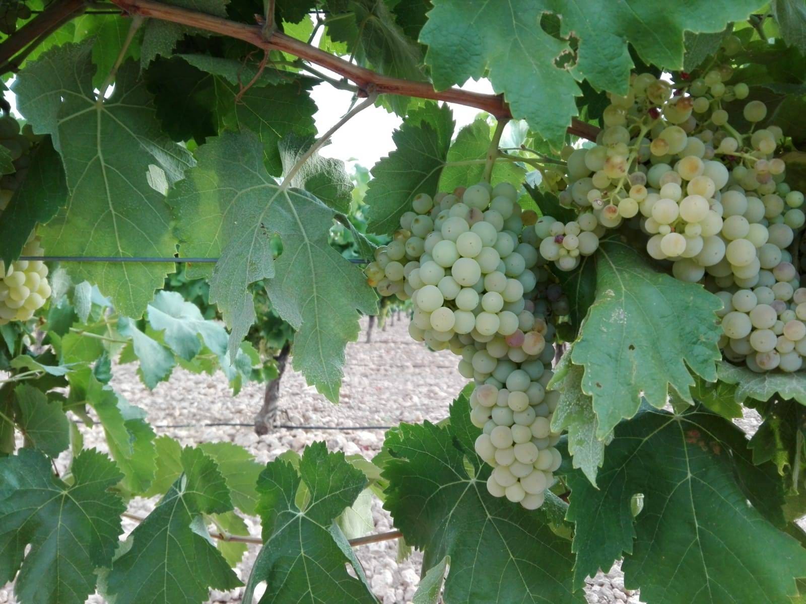 El Progreso inicia el lunes la vendimia y espera recoger más de 80 millones de kilos de uva El Progreso inicia el lunes la vendimia y espera recoger más de 80 millones de kilos de uva
