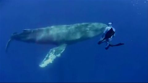 Un fot&oacute;grafo capta una ballena yubarta en Tenerife