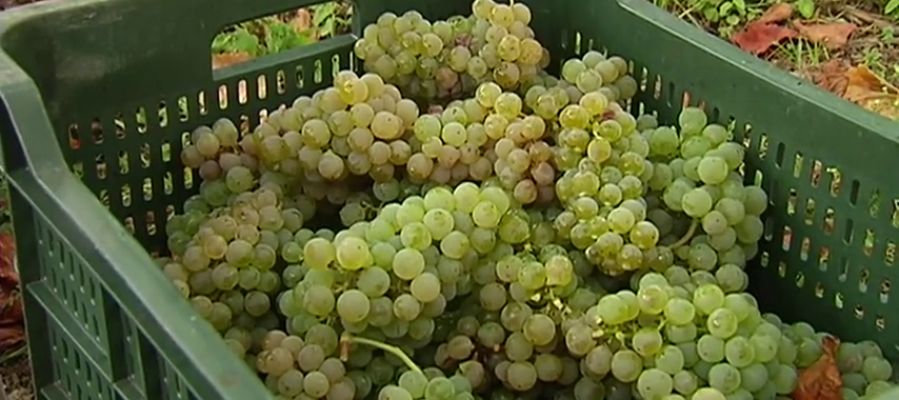 Asaja espera que la próxima vendimia sufra una reducción productiva en Ciudad Real Asaja espera que la próxima vendimia sufra una reducción productiva en Ciudad Real