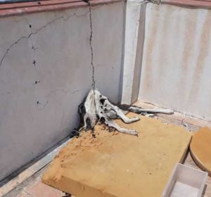 Perro encontrado muerto atado en la azotea de un edificio de Elche Perro encontrado muerto atado en la azotea de un edificio de Elche