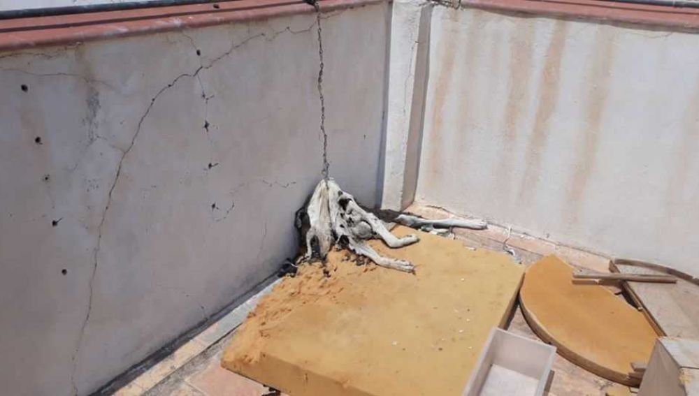 Perro encontrado muerto atado en la azotea de un edificio de Elche