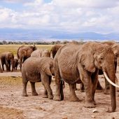 Imagen de un grupo de elefantes en Botsuana