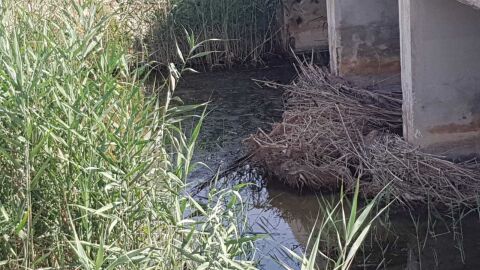 Vegetaci&oacute;n en un barranco de Elche