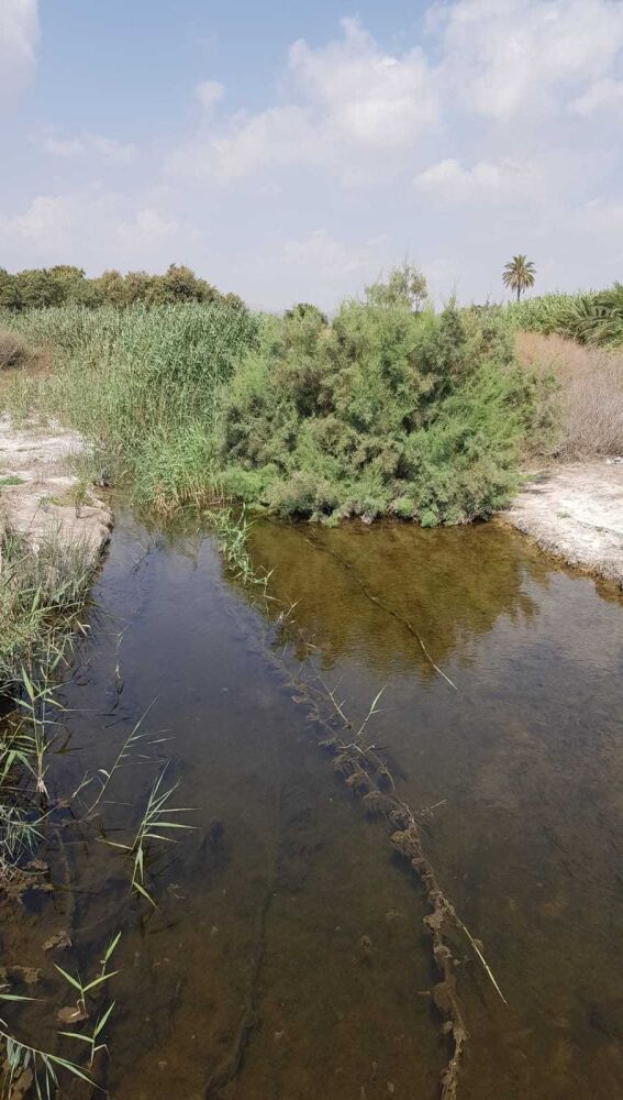 Vegetación en una zona de barranco de Elche