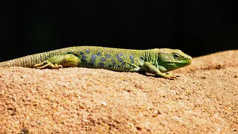 Así cambia de color un tipo de lagartijas de un desierto de California Así cambia de color un tipo de lagartijas de un desierto de California