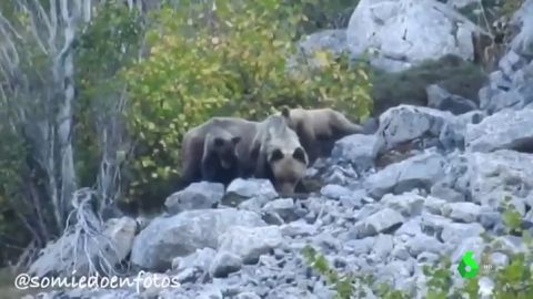 Las dos cr&iacute;as de oso pardo con su madre 