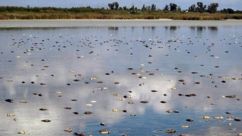 Carpas muertas en El Hondo tras una desecaci&oacute;n de sus embalses llevada a cabo en agosto de 2017