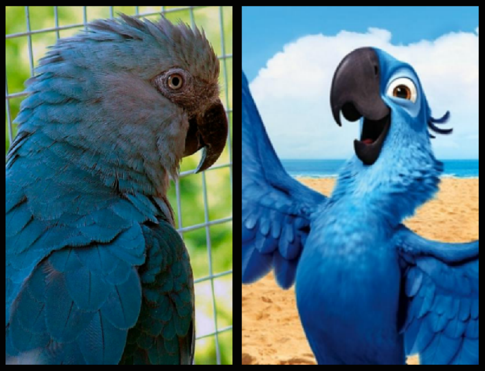 El pájaro azul que inspiró la película "Rió" se ha extinguido El pájaro azul que inspiró la película "Rió" se ha extinguido