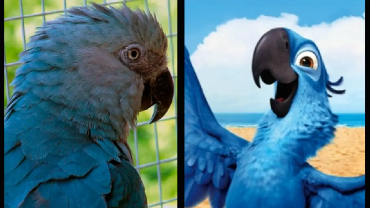 El guacamayo de Spix real y el de la película 'Rio' El guacamayo de Spix real y el de la película 'Rio'