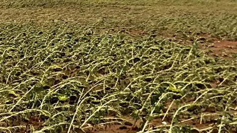 girasol dañado cuenca