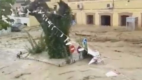 foto riada cebolla