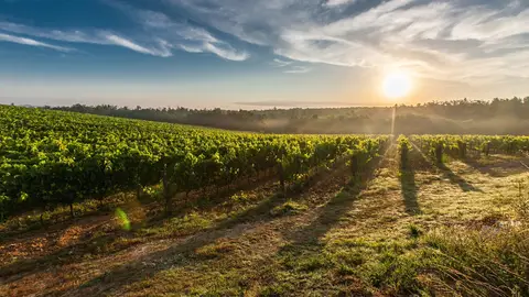 Una alternativa para sustituir a los sulfitos en la elaboracion del vino tinto Una alternativa para sustituir a los sulfitos en la elaboracion del vino tinto