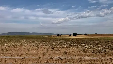daño girasol tormenta cuenca