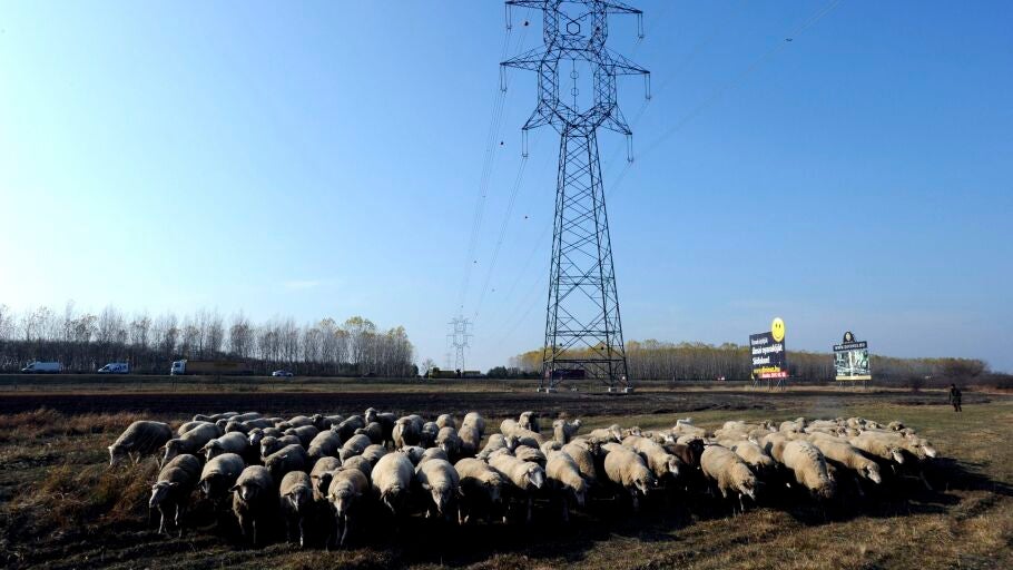 Un reba&ntilde;o de ovejas pasa cerca de un poste de tendido el&eacute;ctrico