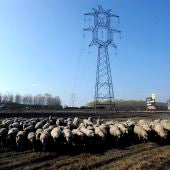 Un rebaño de ovejas pasa cerca de un poste de tendido eléctrico
