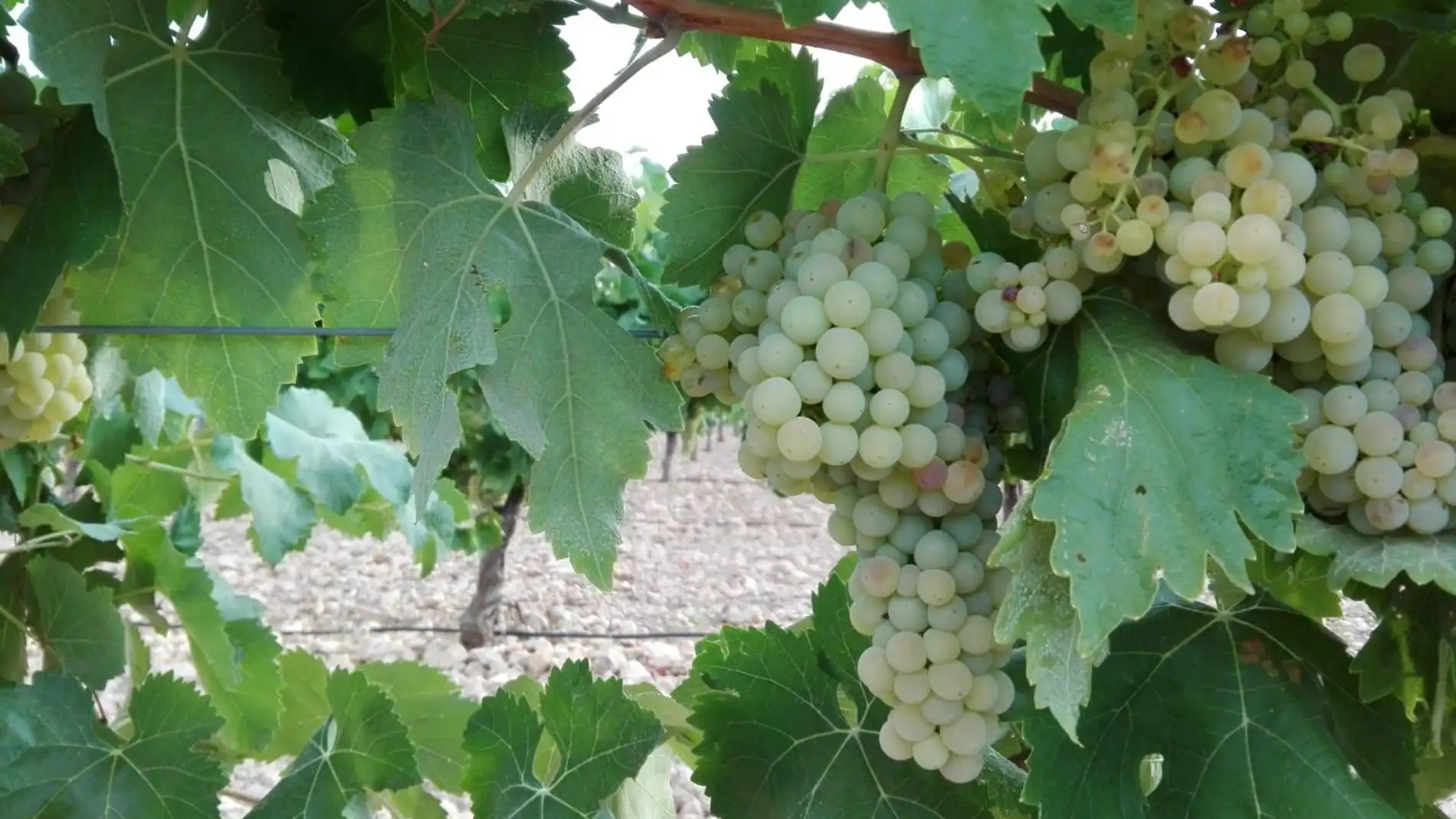 ASAJA critica que los precios de la uva en la DO La Mancha son bajos