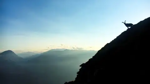 Asoma el día en los Alpes (20-09-2018) Una cabra montesa se encuentra en la montaña Falkins, en la cordillera Ratikon de los Alpes, en Suiza.