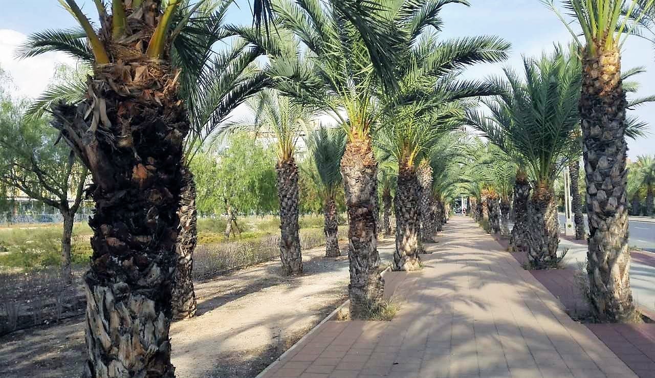 El sol vuelve con la previsión de quedarse el resto de semana en Elche, Crevillent y Santa Pola El sol vuelve con la previsión de quedarse el resto de semana en Elche, Crevillent y Santa Pola