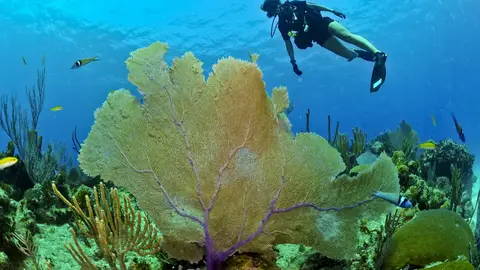 Submarinista Submarinista