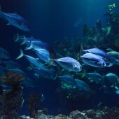 Banco de peces