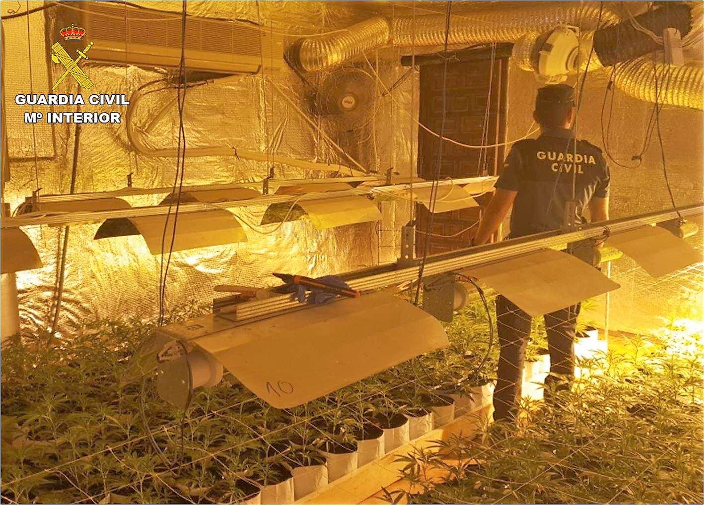 La Guardia Civil desmantela una plantación con 1.300 plantas de marihuana en Monóvar La Guardia Civil desmantela una plantación con 1.300 plantas de marihuana en Monóvar