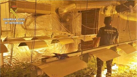 Un agente d ela Guardia Civil en la plantaci&oacute;n de marihuana de Mon&oacute;var desmantelada