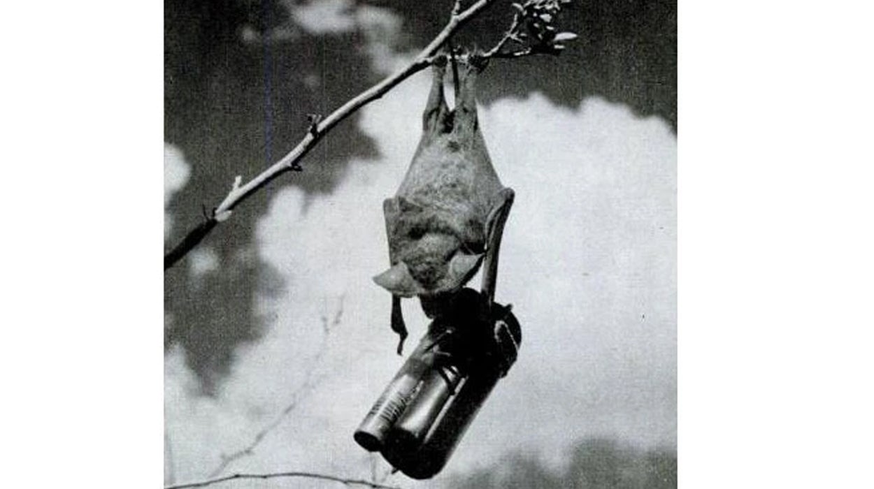 Juicio a la historia: Animales bomba Juicio a la historia: Animales bomba