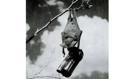 Murciélagos-bomba Utilización de animales en la guerra