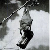 Murciélagos-bomba