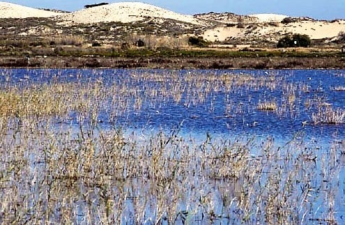 El Paraje Natural Municipal del Clot de Galvany de Elche duplicará su superficie El Paraje Natural Municipal del Clot de Galvany de Elche duplicará su superficie
