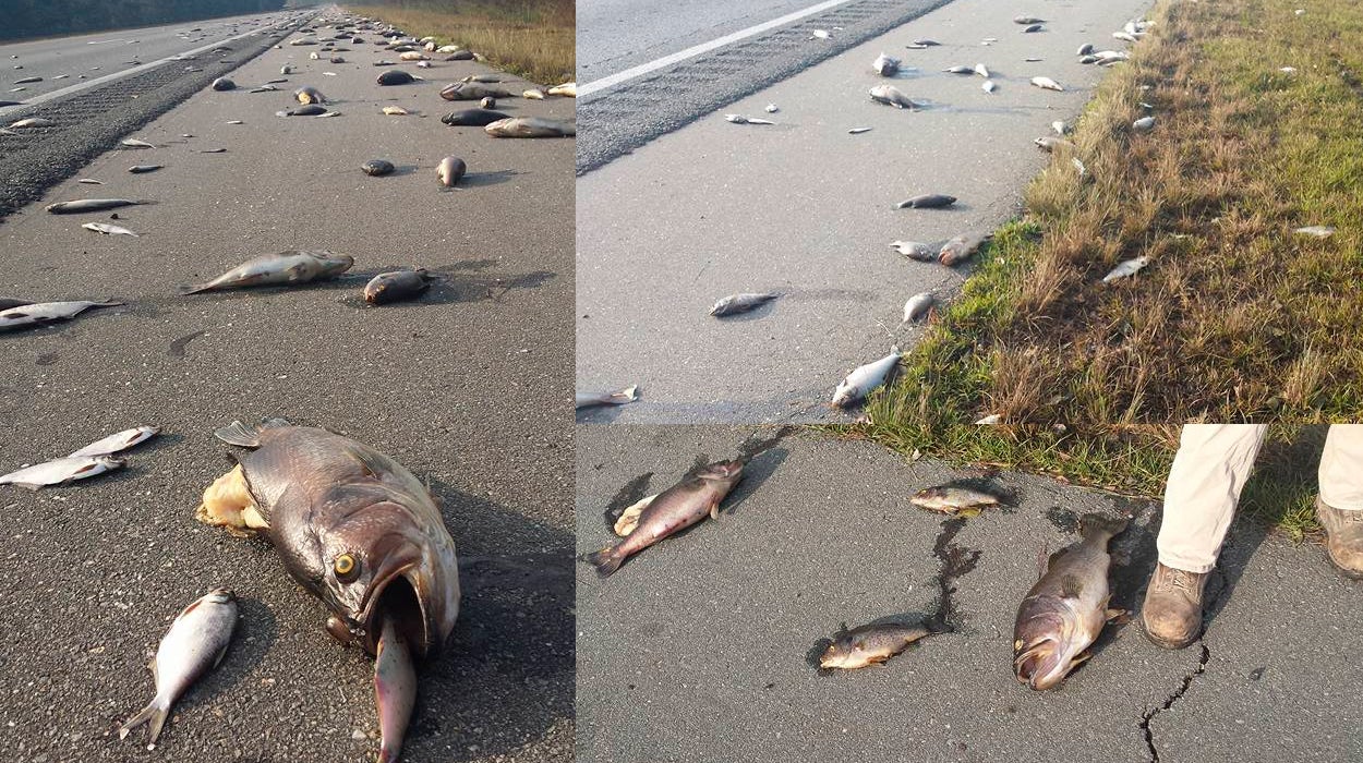 Aparecen miles de peces muertos en las autopistas tras el paso del Huracán Florence Aparecen miles de peces muertos en las autopistas tras el paso del Huracán Florence