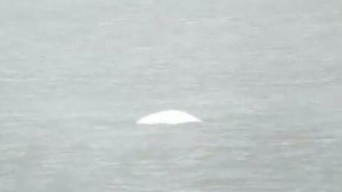 Encuentran una ballena beluga en el T&aacute;mesis, a 40 kil&oacute;metros de Londres