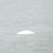 Encuentran una ballena beluga en el Támesis, a 40 kilómetros de Londres