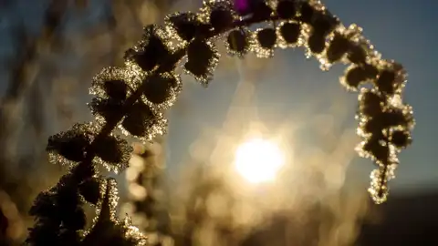 Imagen de archivo: sol Un hoja de una planta helada debido a la bajada de temperaturas, cerca de Zabar, a 137 km de Budapest (Hungría)